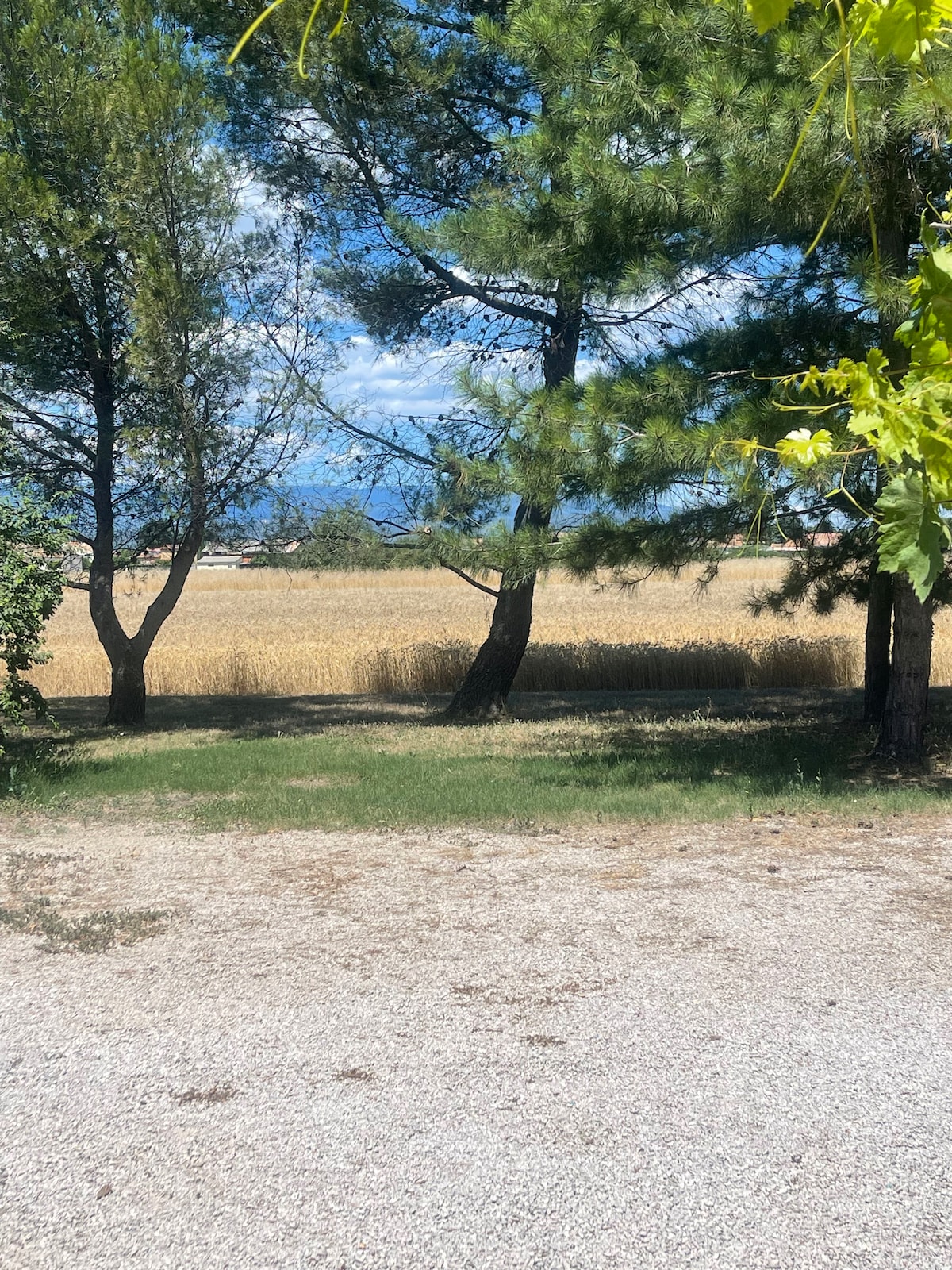 A peaceful countryside scene features tall trees framing an open field, which stretches into the distance. The golden hues of the grass contrast with the vibrant green foliage. A clear blue sky with a few scattered clouds completes the tranquil outdoor setting.