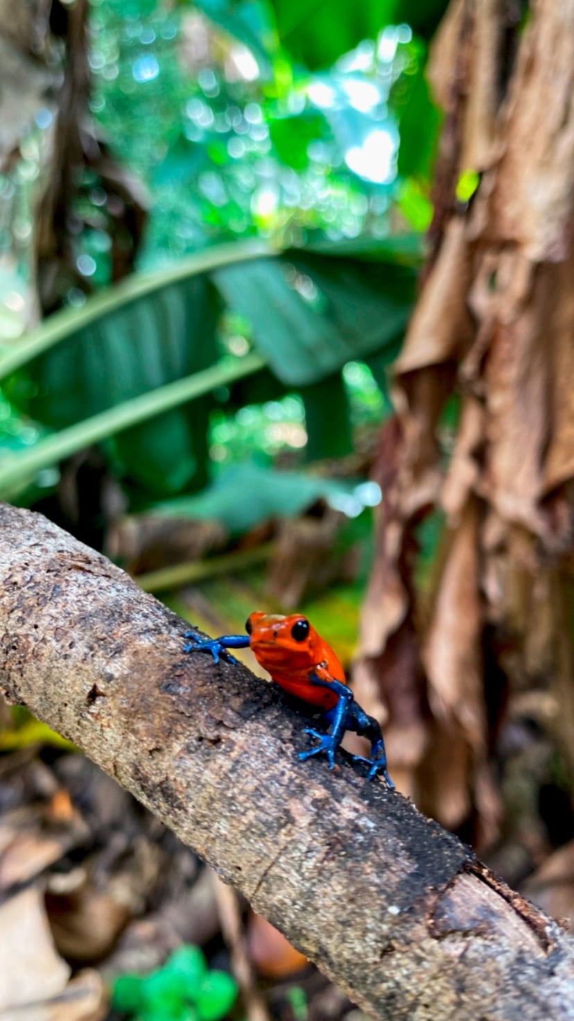 A small, vibrant orange frog with blue limbs is perched on a tree branch. Lush green leaves create a rich backdrop, showcasing the natural environment. The image captures details of the frog's smooth skin and the texture of the bark it rests upon.