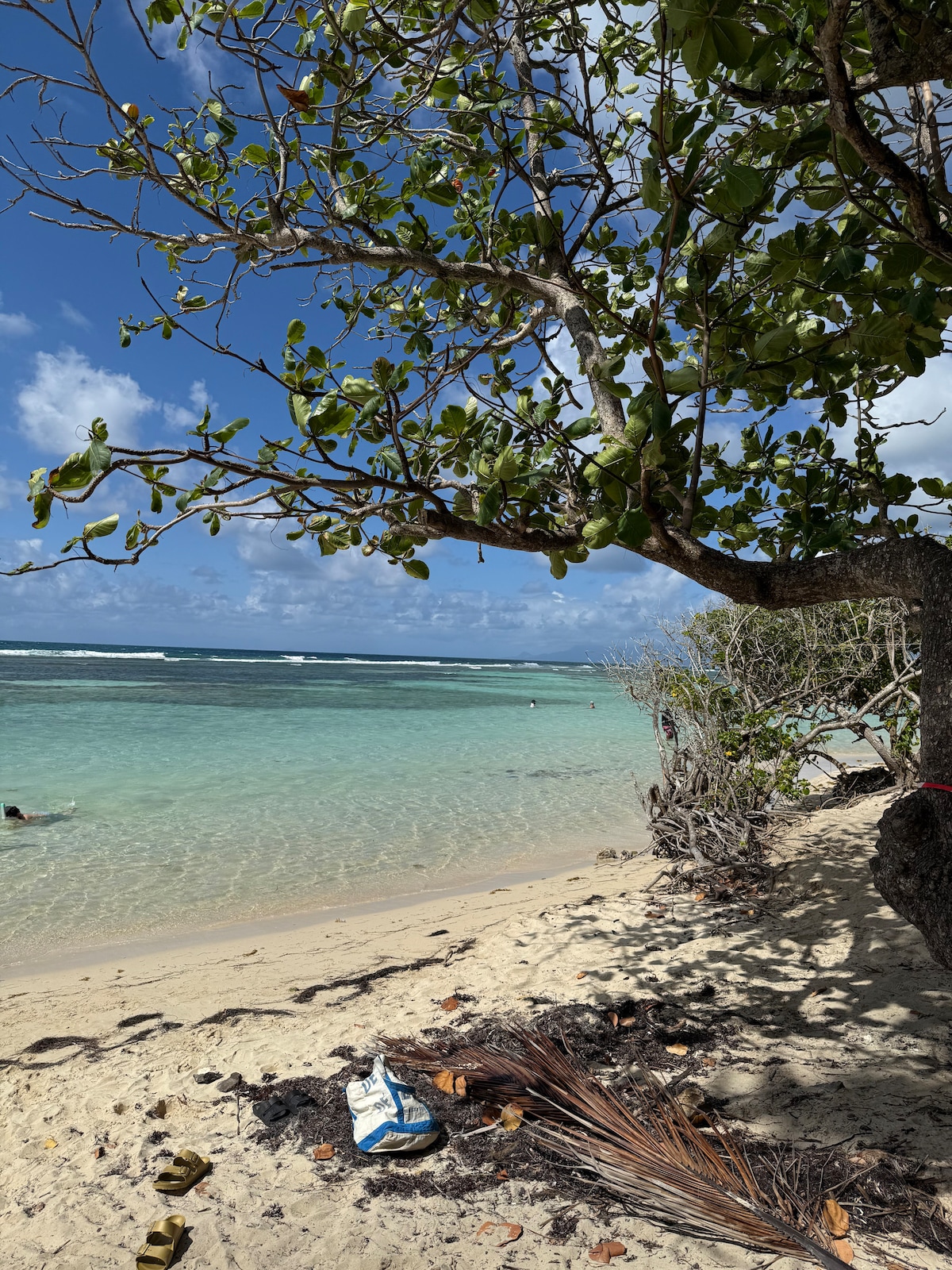 A serene beach scene showcases a clear turquoise sea gently lapping against a sandy shore. A lush tree offers shade, with branches extending over the water. The sky is bright with scattered clouds, enhancing the tranquil coastal atmosphere.