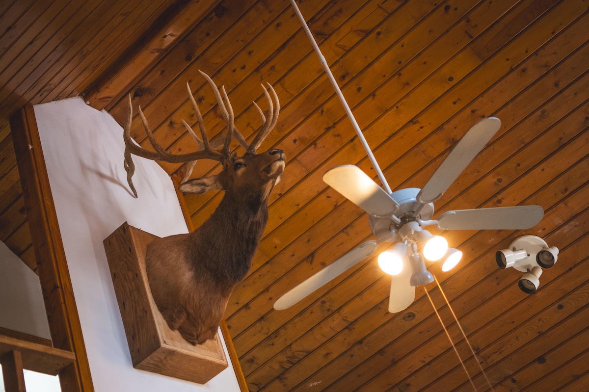 A mounted deer head is displayed on a wooden plaque against a backdrop of warm wooden paneling. A ceiling fan with five blades and a light fixture hangs above, providing illumination to the space.
