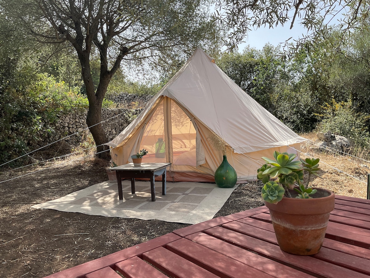 A spacious glamping tent is set amidst ancient olive trees, surrounded by natural greenery. In front, a small wooden table with a decorative vase is placed on a light-colored rug. A potted succulent adds a touch of nature to the scene.