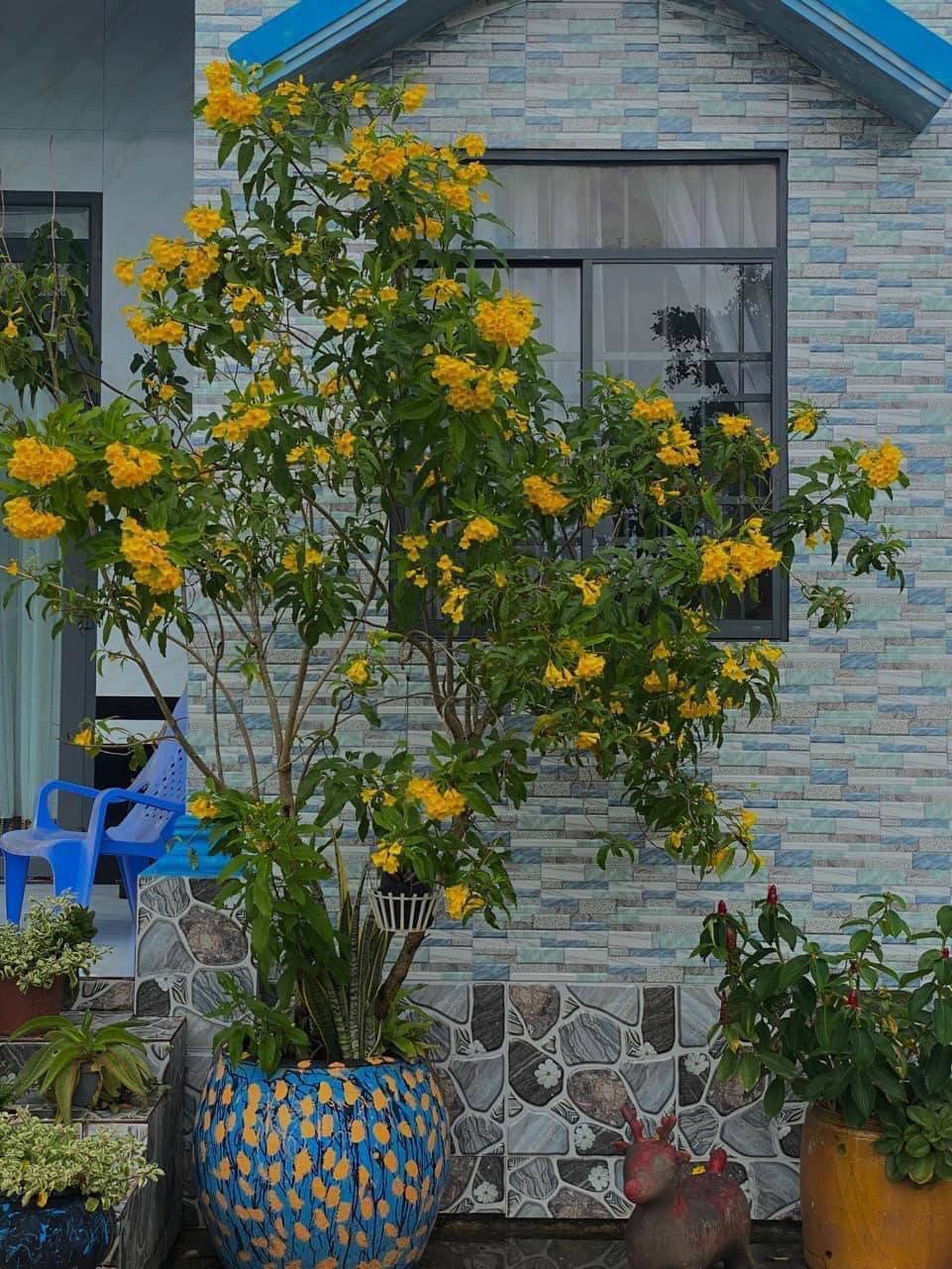 A vibrant tree with bright yellow flowers stands in a decorated blue planter, positioned against a textured stone wall. The scene includes nearby plants and a glimpse of outdoor seating, creating an inviting atmosphere typical of a tranquil garden setting.
