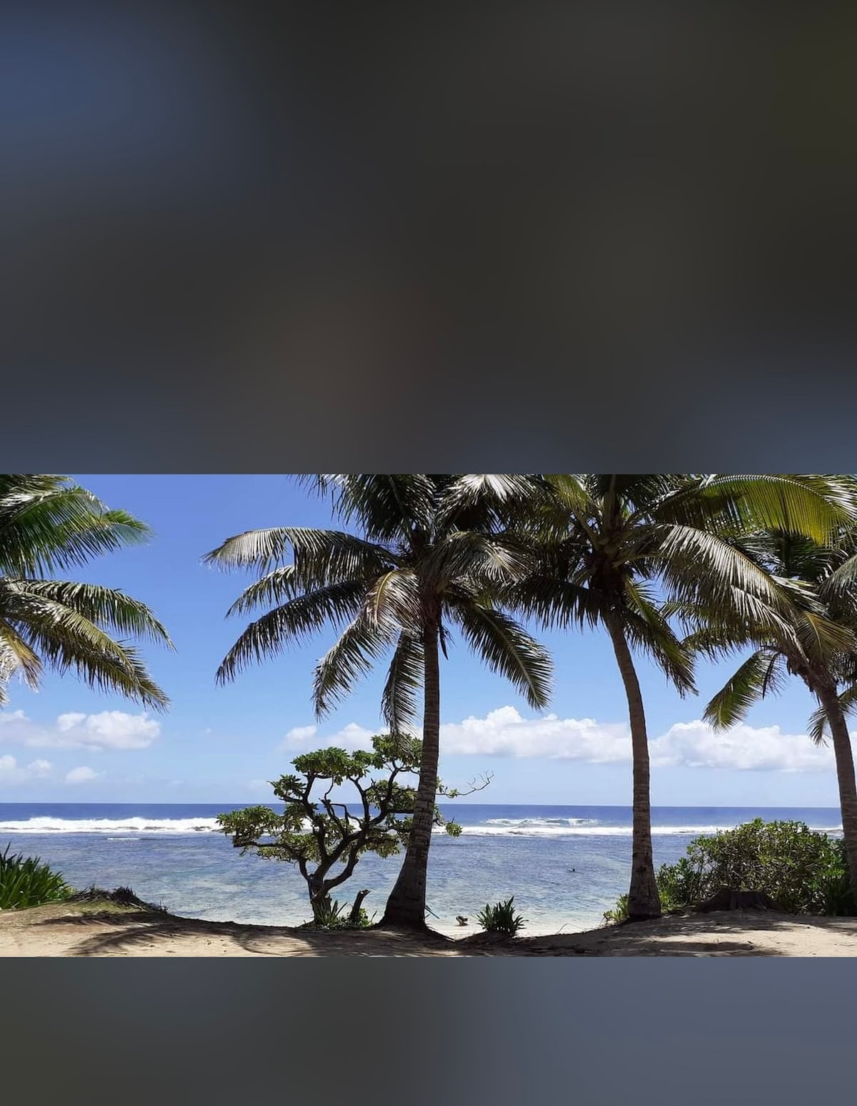 Tall palm trees frame a serene beach setting, where gentle waves can be seen lapping against the shore. The sky is clear with soft white clouds, providing a peaceful backdrop to the lush greenery and sandy landscape.