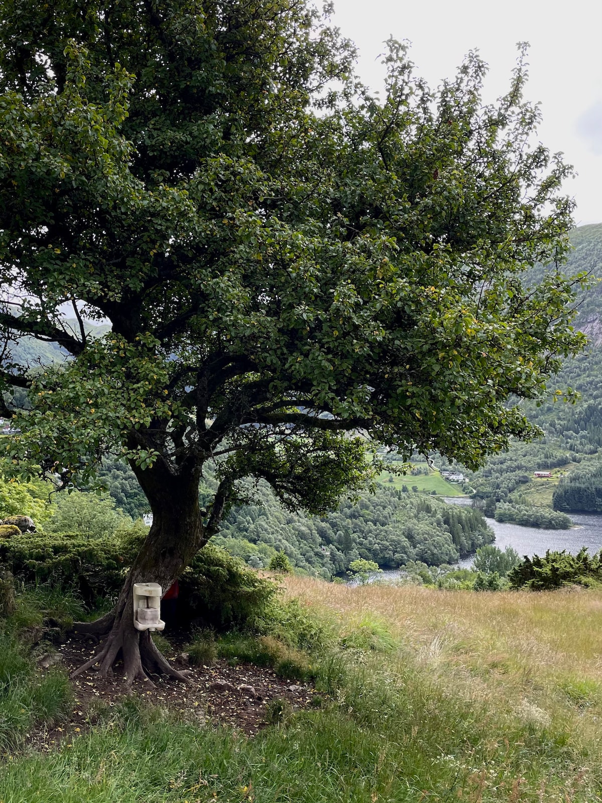 A large tree with a dense canopy stands on a grassy slope overlooking a river and lush hills. The trunk, characterized by gnarled roots, is complemented by a small wooden box attached to its side, highlighting the natural surroundings.