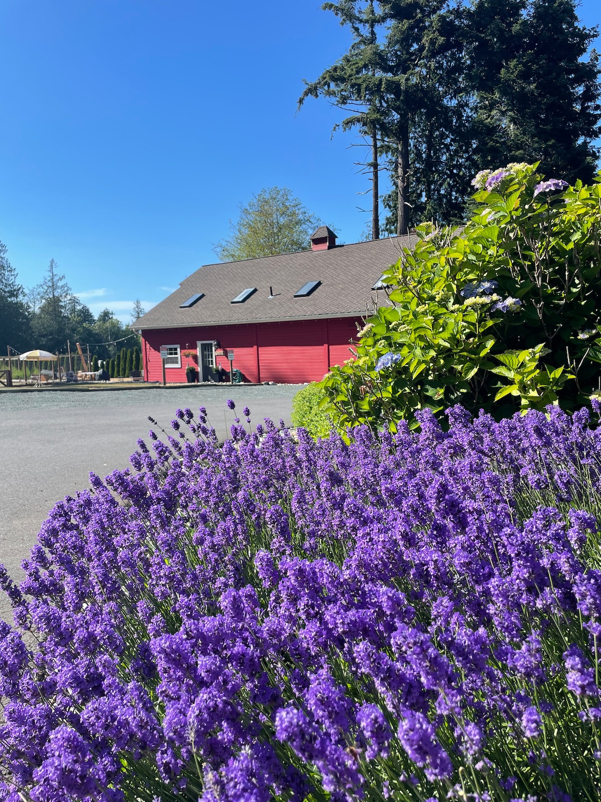 A vibrant cluster of lavender blooms fills the foreground, adding color to the scene. Behind, a red barn-style cabin is framed by tall trees and a clear blue sky, with skylights visible on the roof and an inviting entrance area.