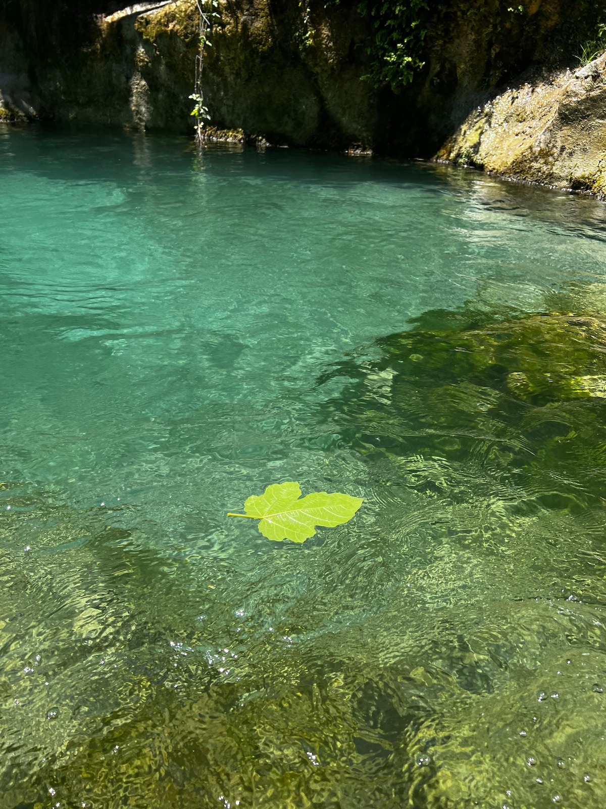 A calm natural pool is shown, with clear turquoise water reflecting the sunlight. A single green leaf gently floats on the surface, surrounded by smooth stones along the water's edge. Lush greenery is visible in the background, adding a vibrant, serene quality to the scene.