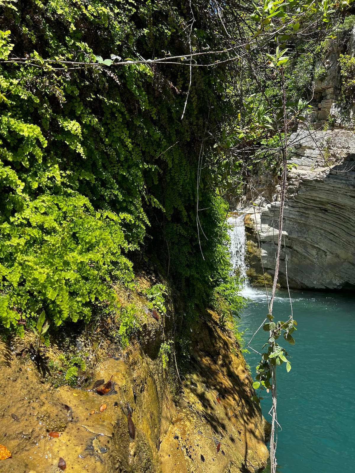 Lush green ferns cascade down a rocky cliffside, leading to a tranquil body of water below. The clear blue water reflects the surrounding greenery, with a gentle waterfall visible in the background, enhancing the serene forest atmosphere.