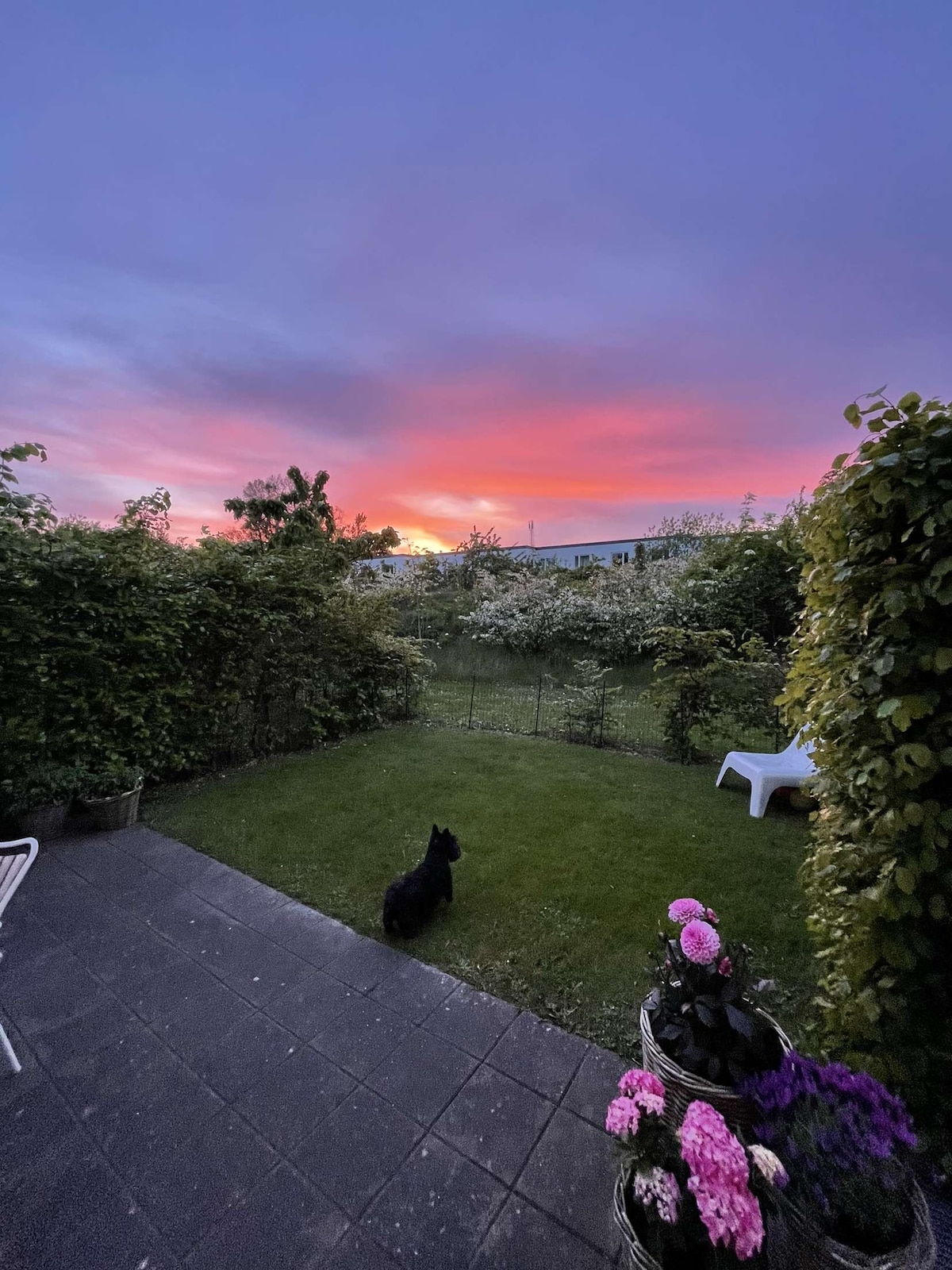 A serene backyard scene is captured at sunset, showcasing a vibrant sky painted in hues of pink and purple. Lush greenery frames the space, while a small dog sits quietly on the grass. Potted flowers add color to the setting, enhancing the natural tranquility.