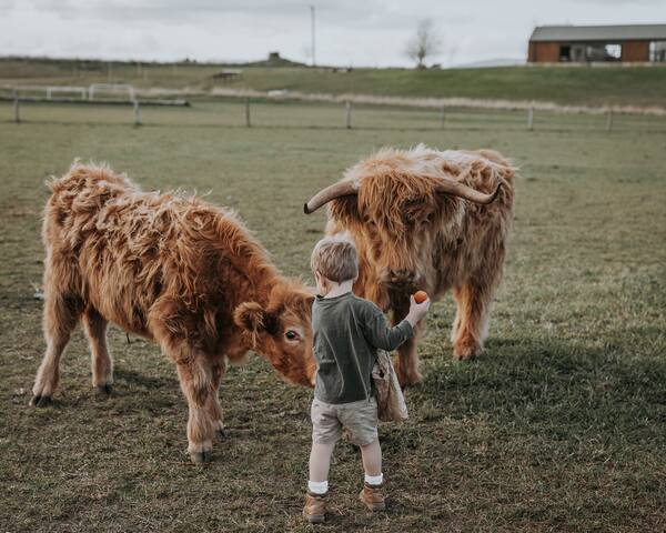 Barrenjoey Farm-Luxury Farmstay with Highland Cows gallery image 4