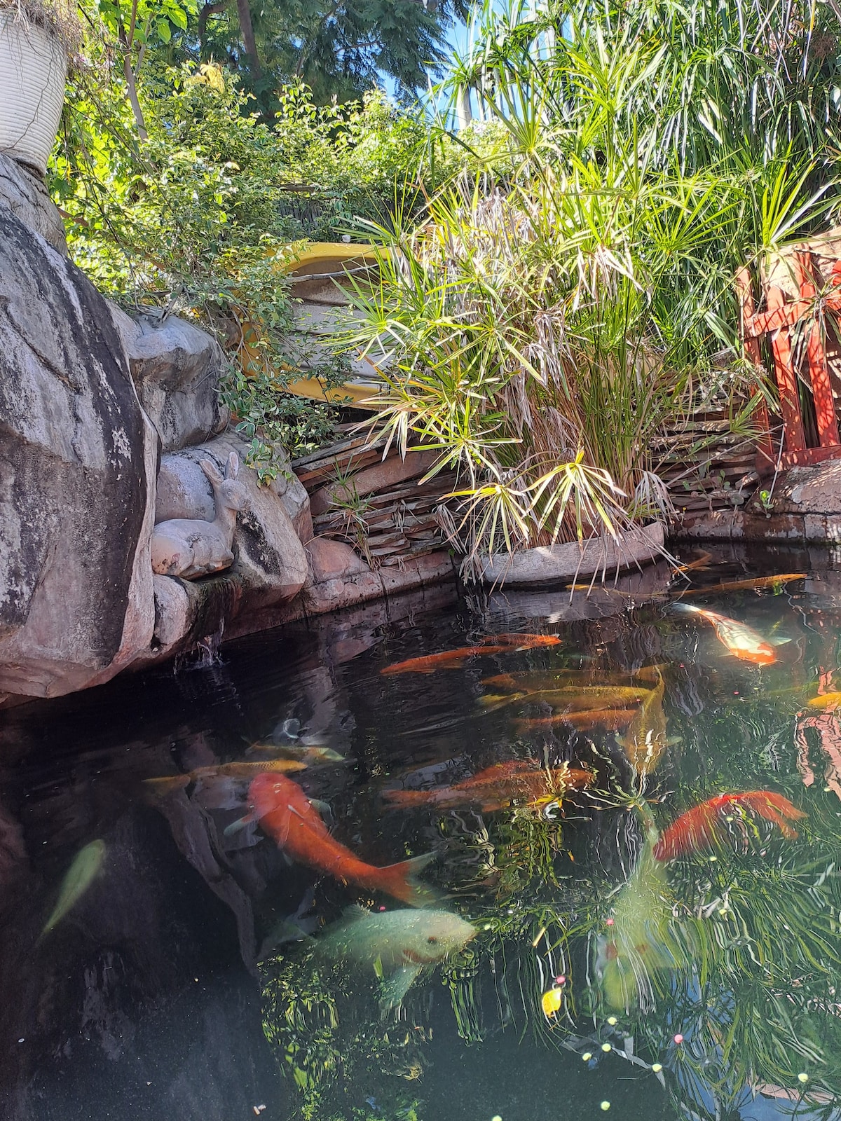 A tranquil pond is filled with colorful koi fish swimming beneath the surface. Lush green plants surround the water, and smooth rocks create a natural border, offering a calming and serene ambiance.