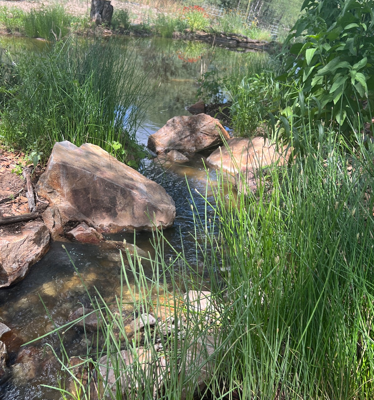 A serene nature scene features a clear stream gently flowing over smooth stones. Lush green grasses and foliage frame the water, creating a peaceful environment. The surrounding area showcases natural textures and colors, suggesting a tranquil retreat for wildlife and bird enthusiasts.