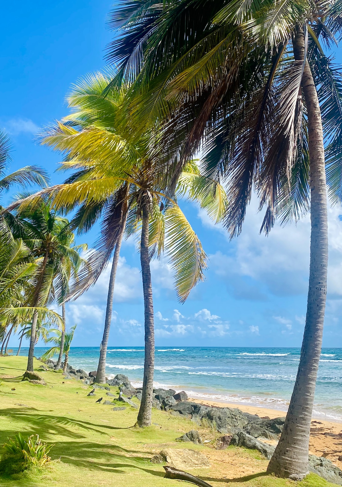 Lush palm trees sway gently by the ocean, casting shadows on the grassy area. The shoreline features smooth rocks and sandy patches, with clear blue waters stretching towards the horizon under a bright sky with scattered clouds.