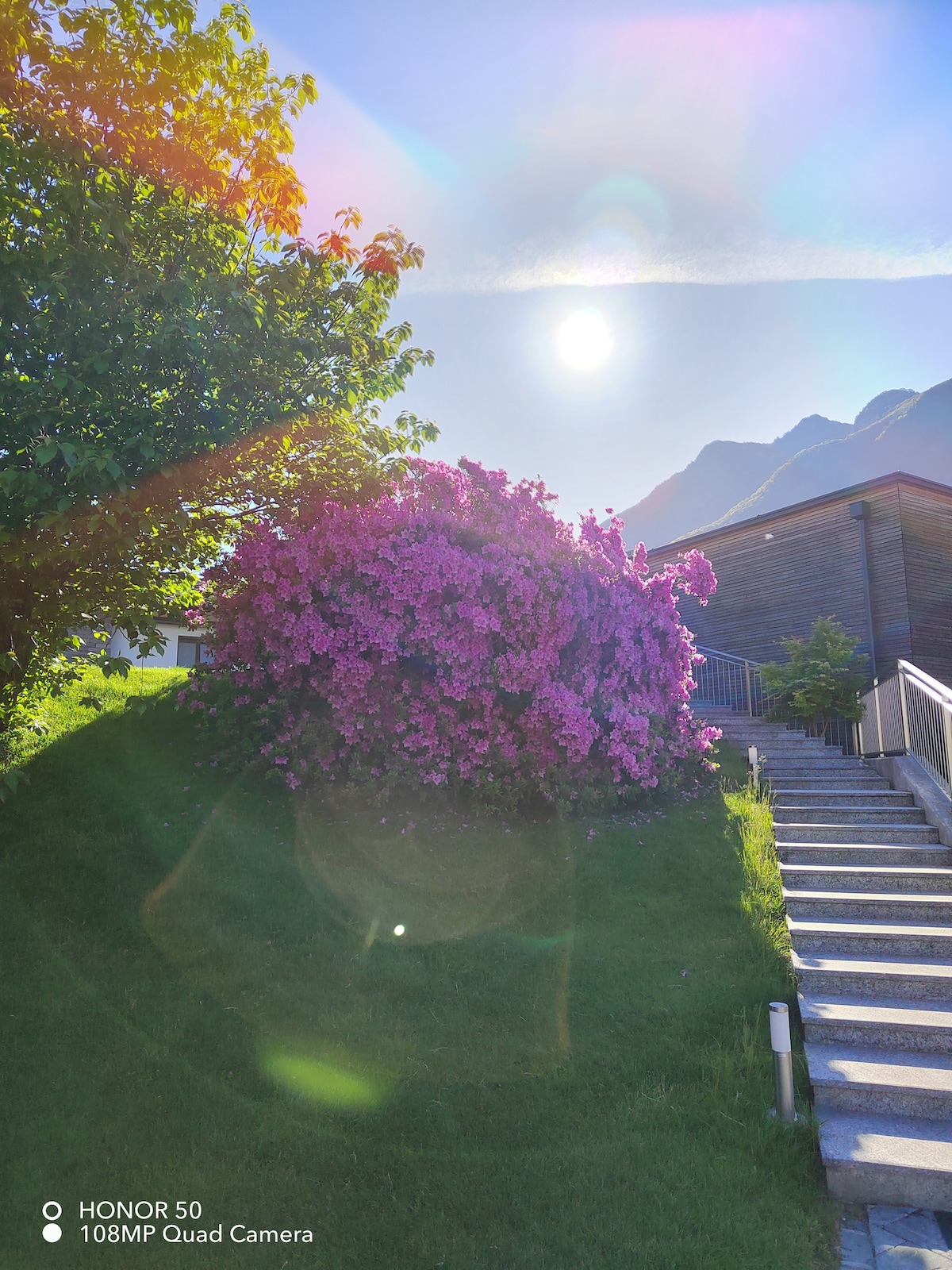 A vibrant bush of pink flowers is situated beside a sunlit pathway leading to the entrance of a modern building. The bright sun is visible above, casting a warm glow on the green lawn and surrounding foliage.