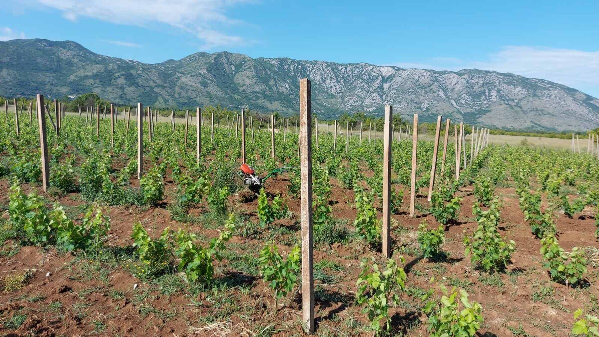 A vineyard is seen with neatly arranged rows of grapevines stretching towards rolling hills. Wooden posts rise between the plants, marking the vineyard's structure. The landscape is framed by distant mountains under a clear blue sky.
