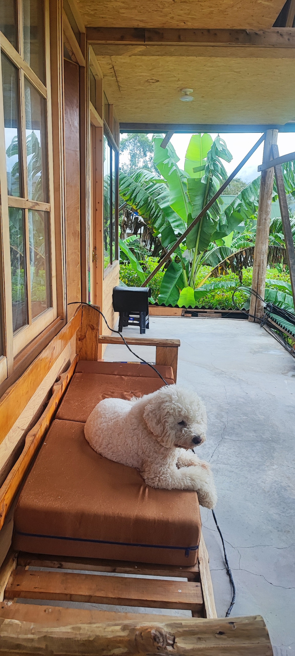 A cozy outdoor seating area is featured with a cushioned bench. A small dog is resting comfortably on the cushion, while lush greenery, including banana plants, is visible in the background. The space reflects a serene connection with nature.