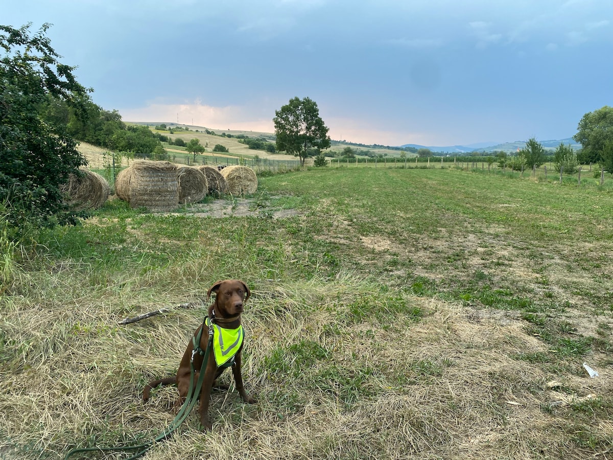 A dog sits calmly on a grassy area, wearing a bright harness. In the background, fields stretch towards a horizon lined with trees and hills. Round hay bales are visible to the left, contrasting with the expansive sky that carries soft, muted colors.