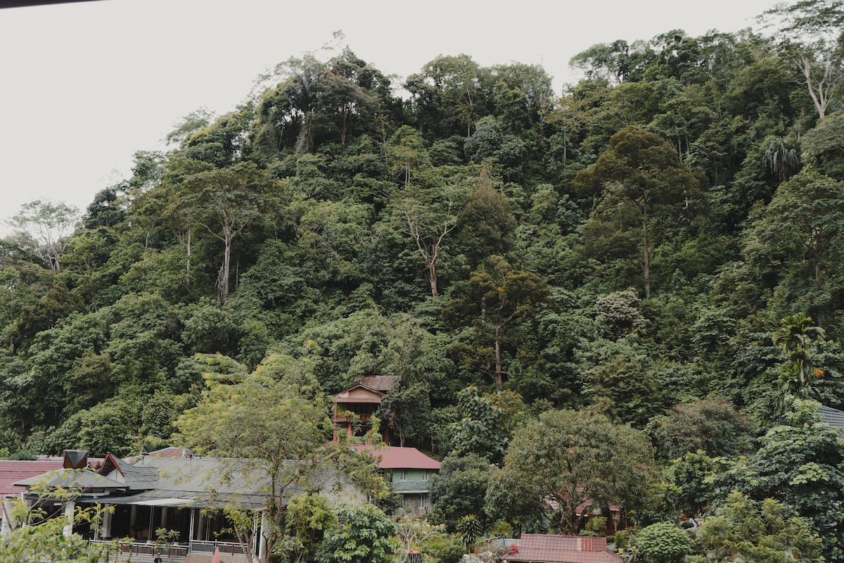 A lush green hillside is covered with dense trees, showcasing a vibrant rainforest environment. A variety of buildings with red roofs are nestled at the base of the hill, integrating naturally into the surrounding landscape.