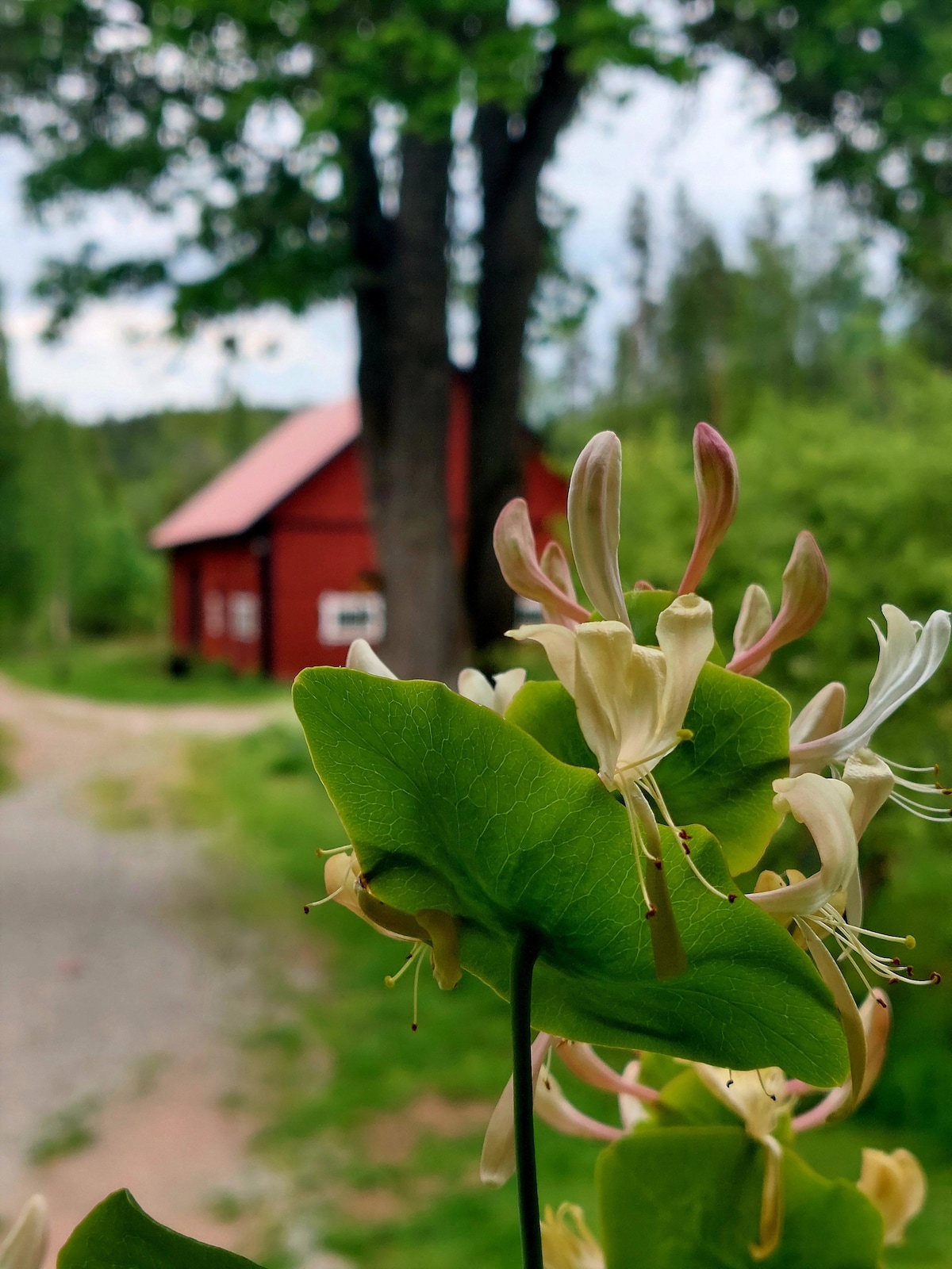 A blossoming plant in the foreground features delicate, cream-colored flowers set against a scenic backdrop of a rustic red building. The pathway leading to the structure is surrounded by lush greenery, with a large tree providing shade.