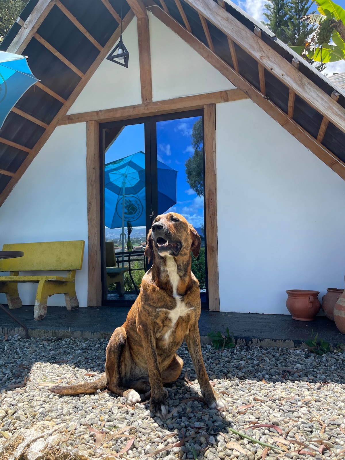 A friendly dog is seated in front of a quaint A-frame structure, framed by a sunny outdoor area featuring a bench and colorful umbrellas. The entrance is marked by glass doors, reflecting the blue sky and surrounding landscape.