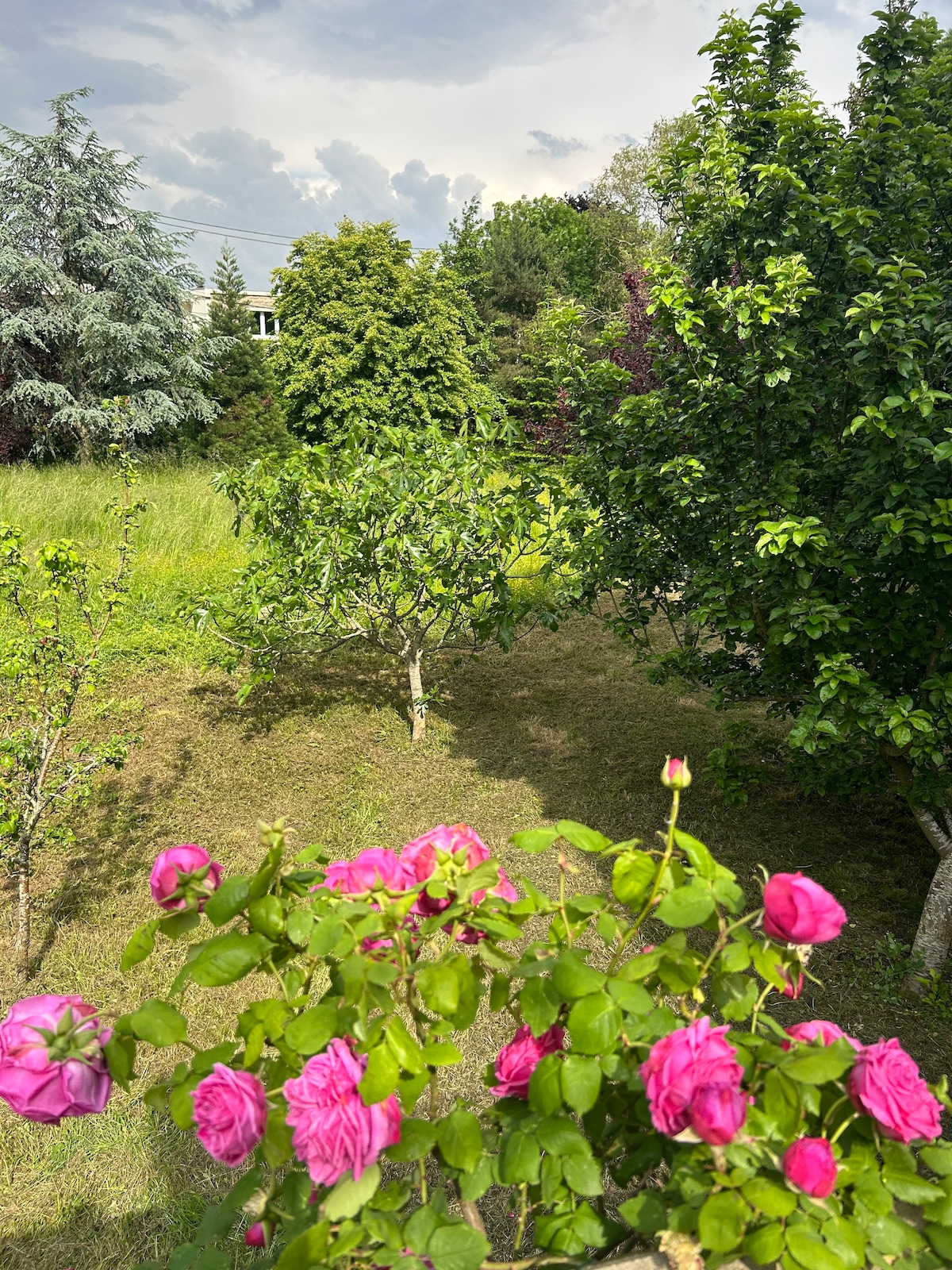 A lush garden is depicted, featuring vibrant pink roses in the foreground. Green trees and shrubs create a natural backdrop, providing a sense of tranquility. The sky appears cloudy, hinting at a peaceful atmosphere ideal for relaxation.