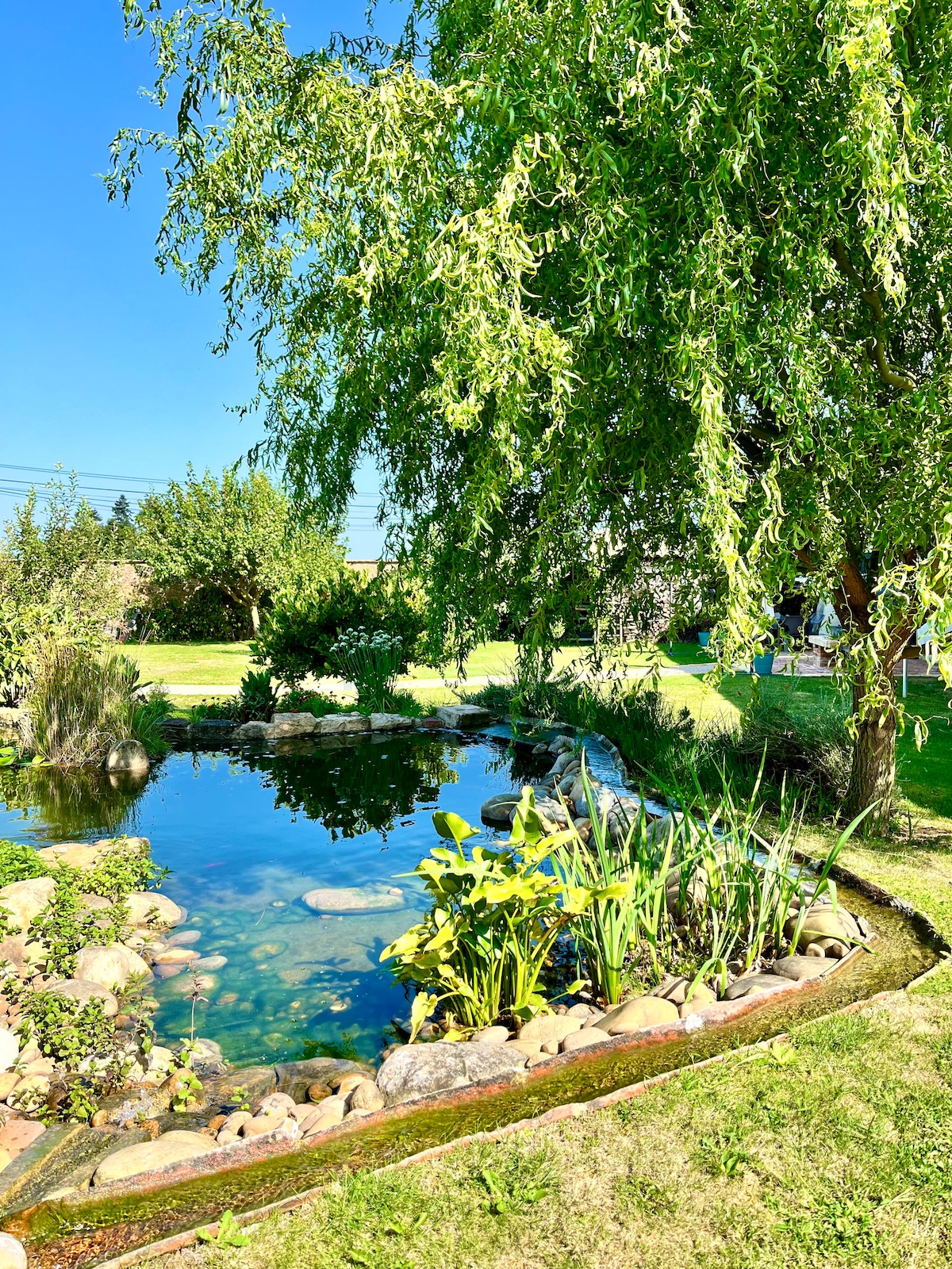 A serene garden space showcases a small pond surrounded by lush greenery. Smooth stones border the water, with vibrant plants rising from the surface. A willow tree provides shade, contributing to a tranquil natural setting. The clear blue sky enhances the peaceful atmosphere.