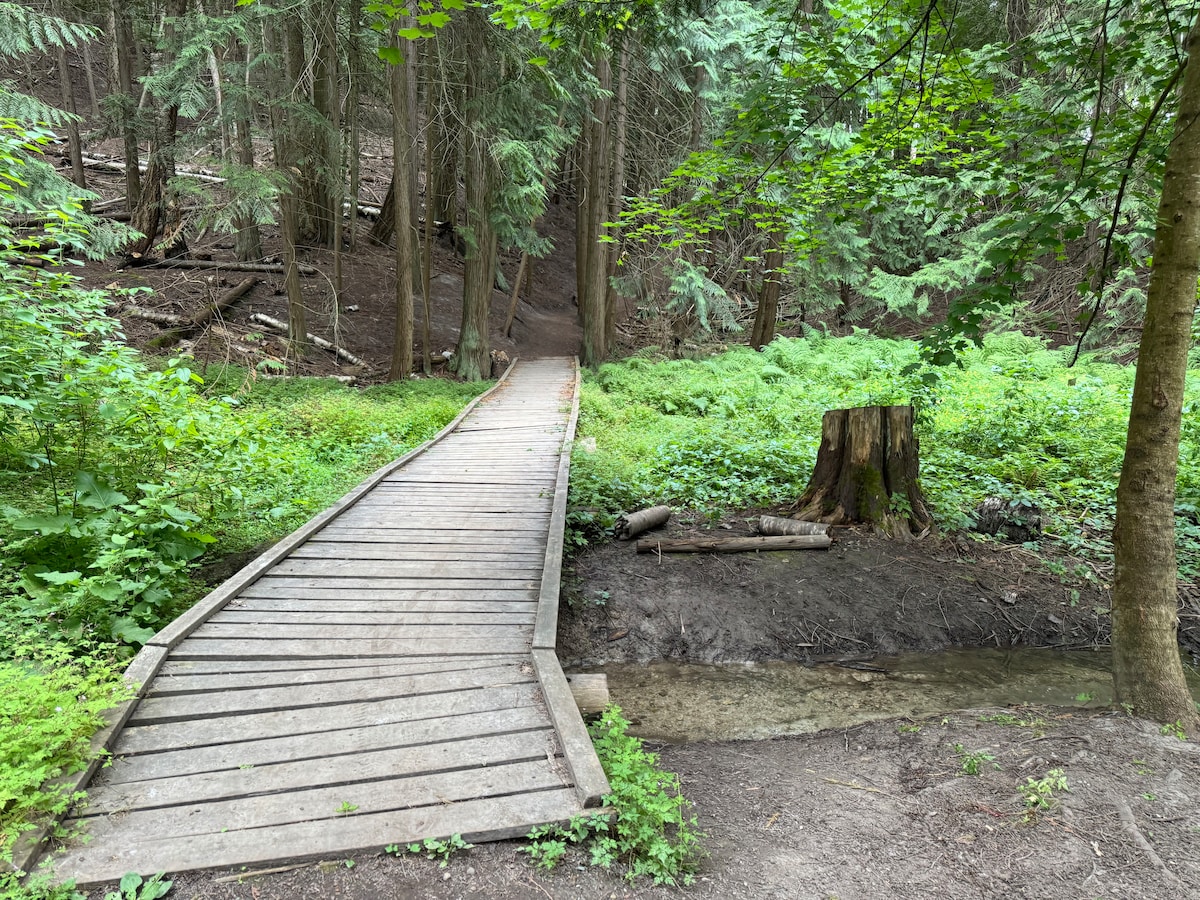 A wooden bridge spans a small stream, surrounded by lush green foliage and towering trees. The forest is dense, with a clear pathway leading into the woods. A tree stump is visible nearby, adding to the natural environment.