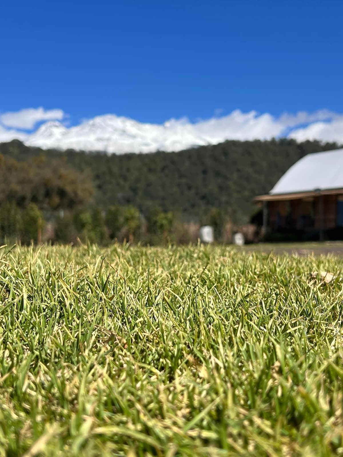 A close-up view of lush green grass extends towards the foreground, with a backdrop of majestic mountains capped with snow under a bright blue sky. A wooden structure is visible to the right, blending harmoniously with the natural scenery.