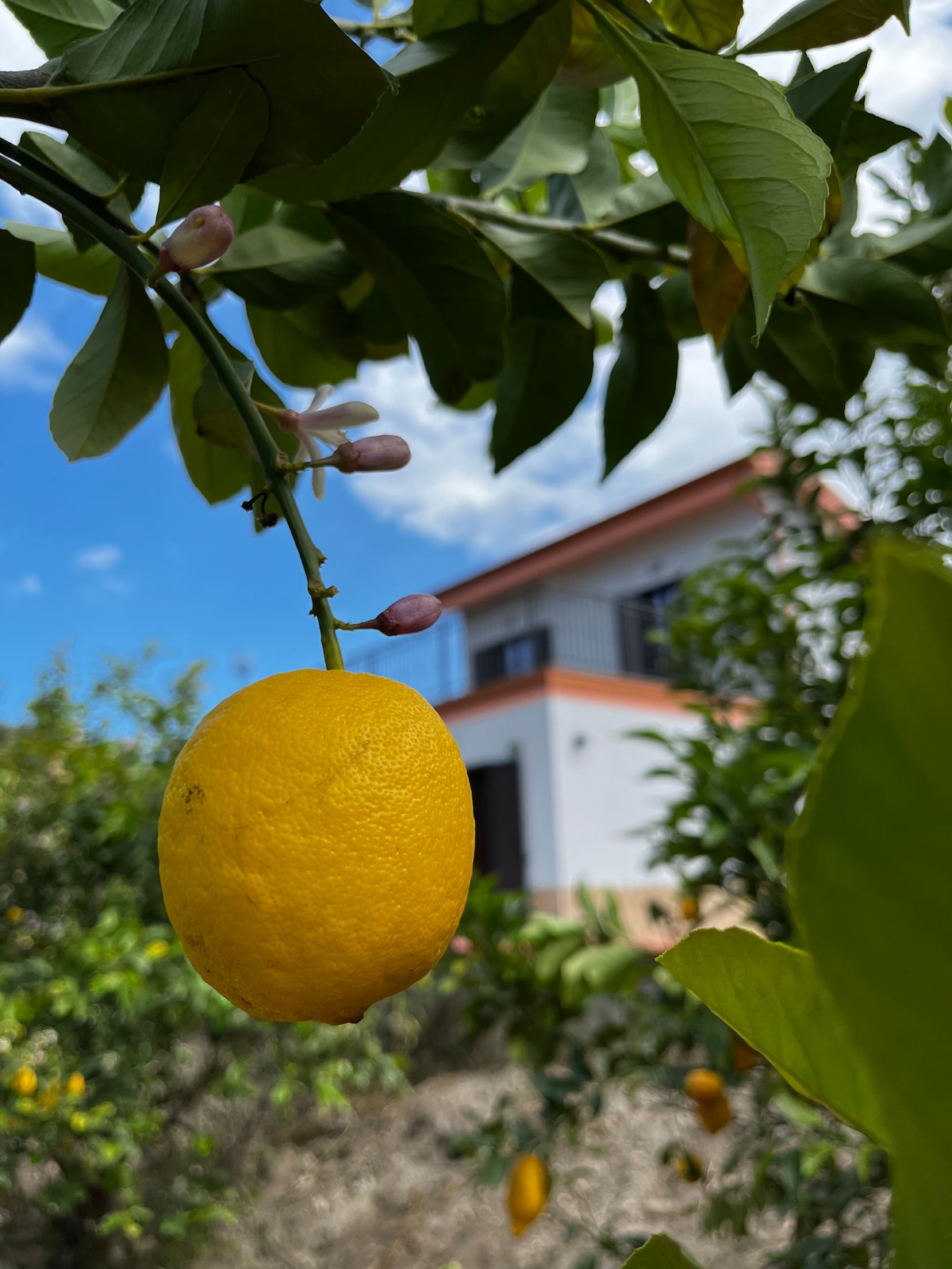 A close-up of a vibrant lemon hanging from a branch is displayed, surrounded by lush green leaves. In the background, a light-colored house with orange accents is visible among the greenery under a clear blue sky.
