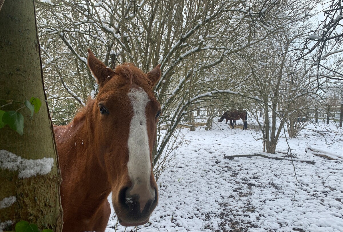 A brown horse with a white stripe on its face stands close to a snow-covered ground, framed by trees with snow-dusted branches. In the background, another horse is visible, grazing amid a serene snow-blanketed landscape.