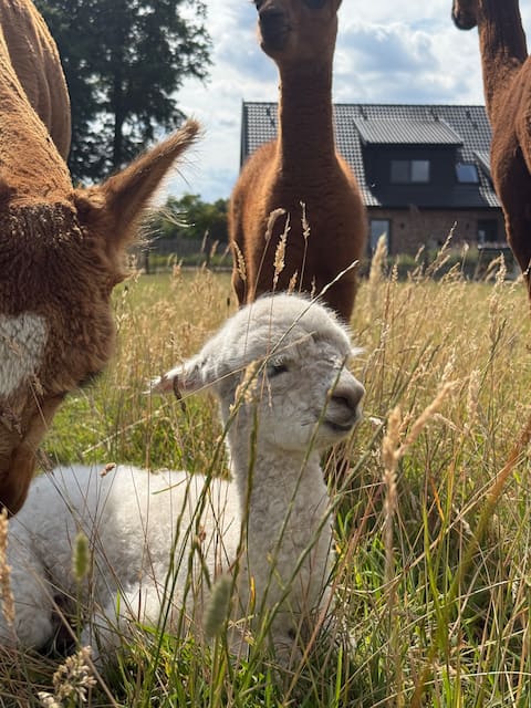 FeWo including Alpaca MEET&GREET