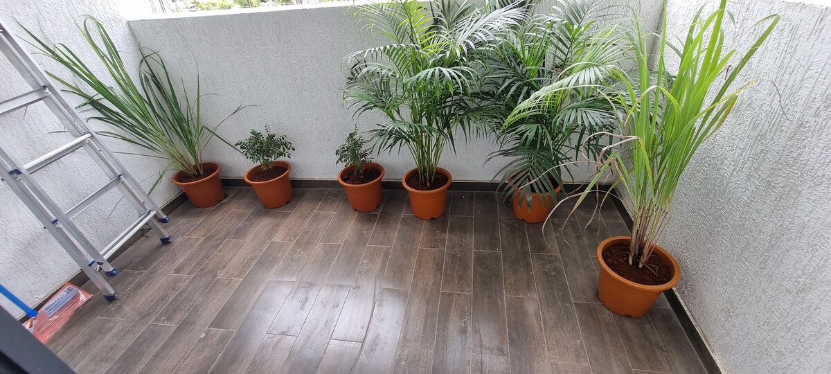 A balcony area features an arrangement of five potted plants, each placed at intervals along the floor. The pots are in shades of terracotta, and a small ladder is leaned against the wall, adding to the space's utility.
