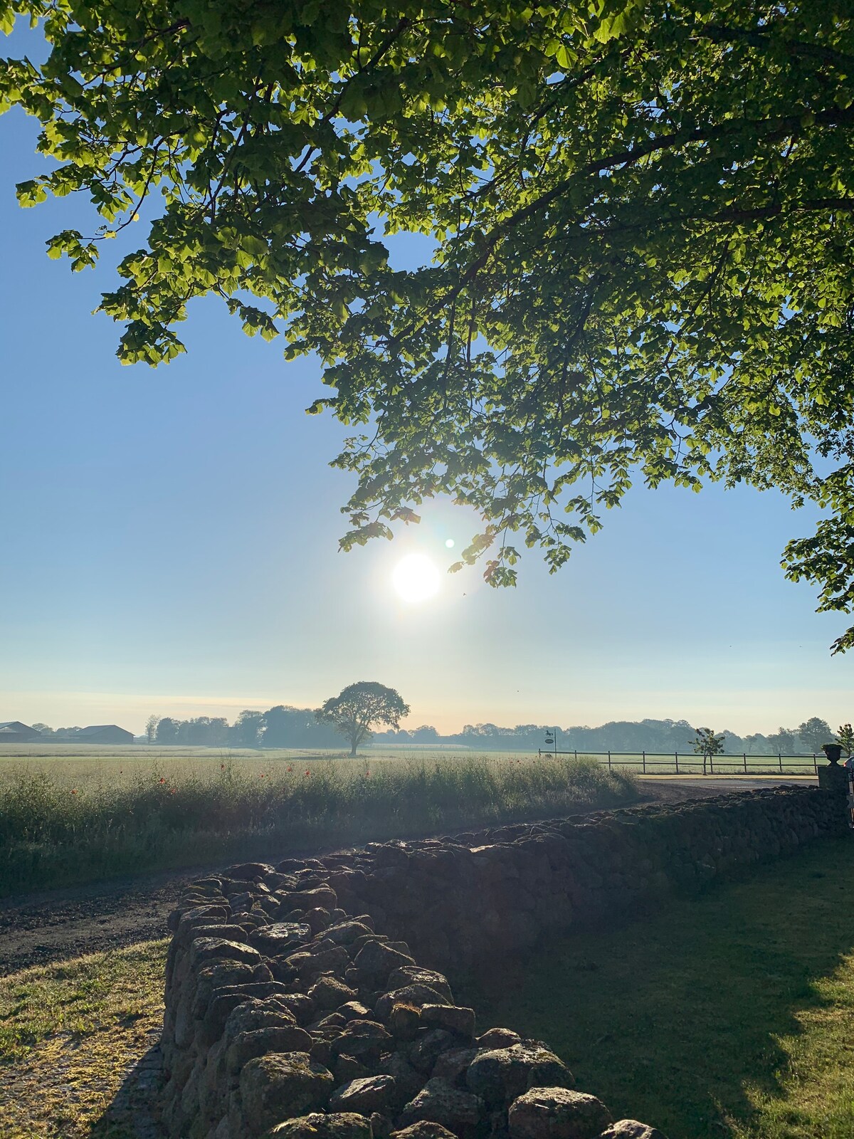 A serene morning scene captures the sun rising over a misty landscape, framed by lush green leaves. A weathered stone wall runs along a gravel path leading into the distance, with fields visible beyond the trees.