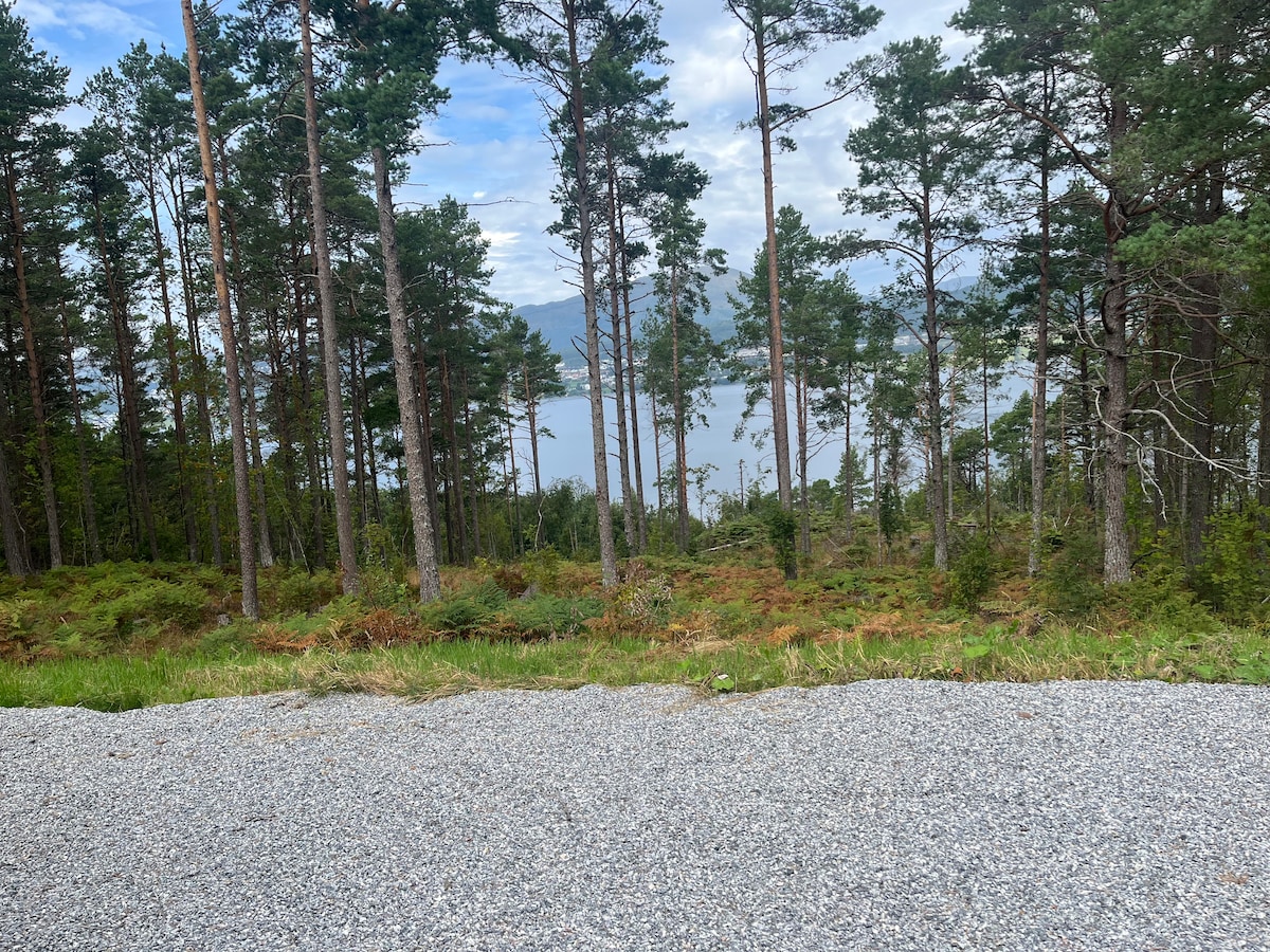 A gravel pathway leads through a dense forest of tall pine trees, offering a glimpse of a calm body of water beyond. The surrounding greenery is complemented by patches of ferns, enhancing the natural setting.