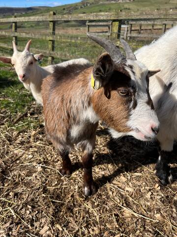 Castleshaw Centre gallery image 3