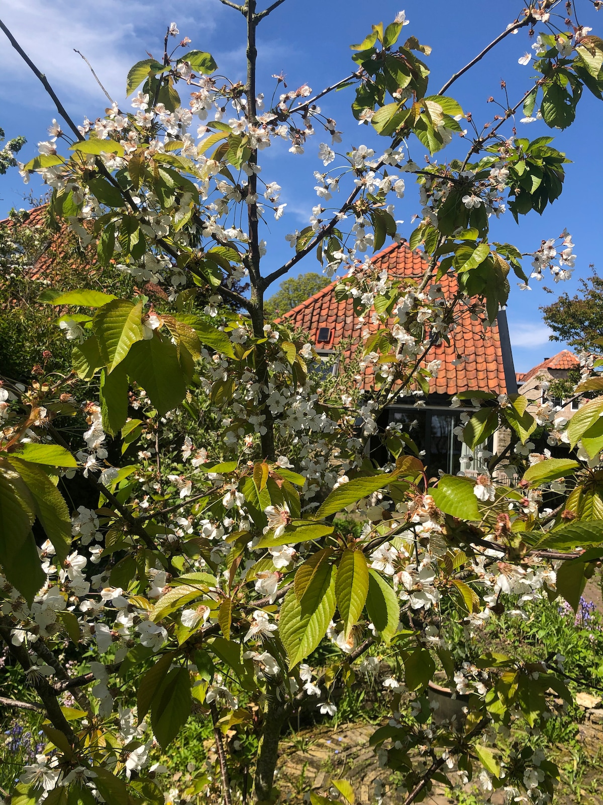 A blooming cherry tree is seen in the foreground, adorned with clusters of delicate white flowers. Behind the tree, a traditional building with a red tiled roof is partially visible against a clear blue sky.