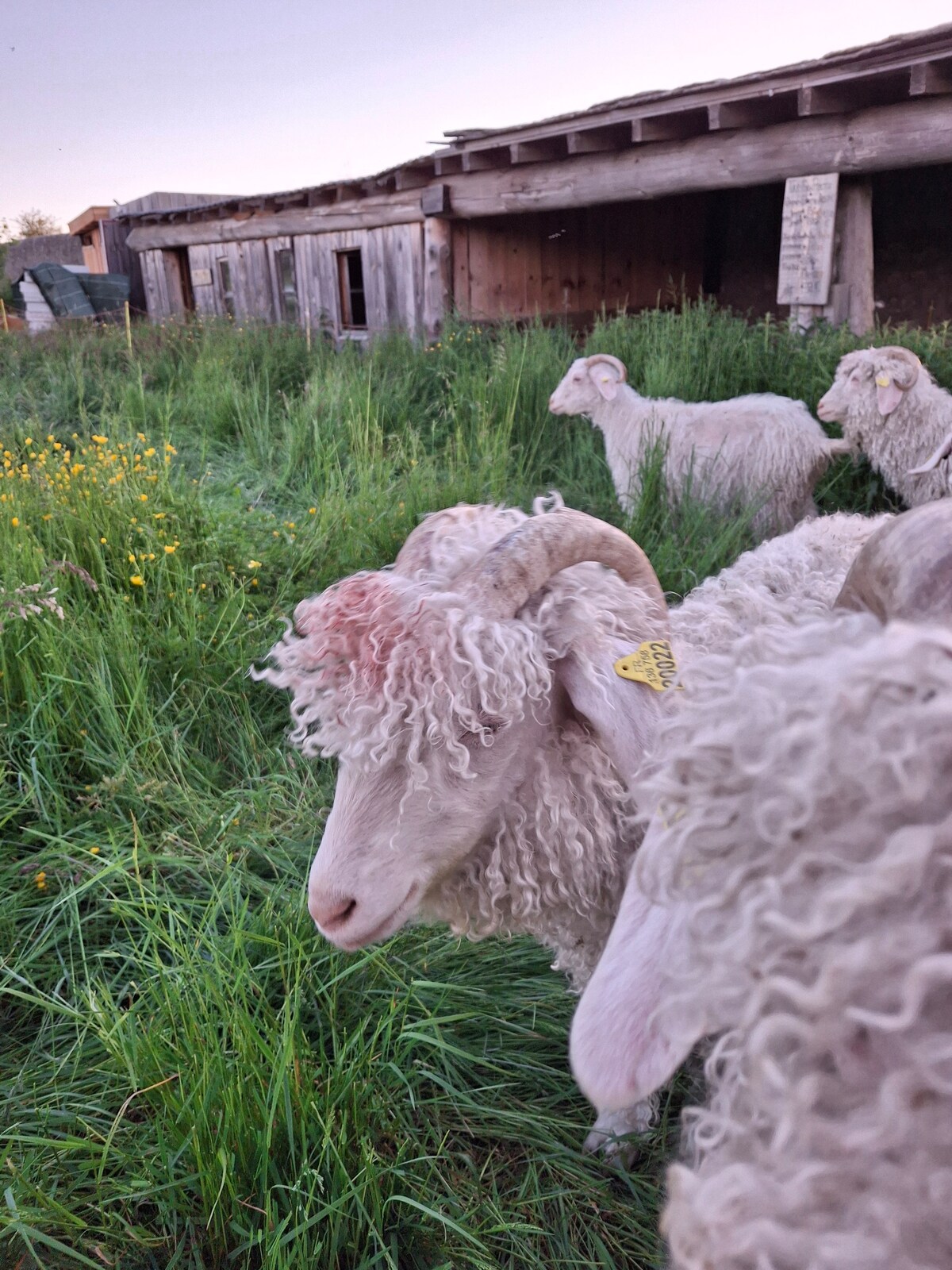 A group of sheep grazes in a grassy area, their fluffy coats contrasting with the green wildflowers. Behind them, a rustic wooden structure is partially visible, contributing to the natural ambiance. The scene is set during early evening hours with soft light illuminating the surroundings.