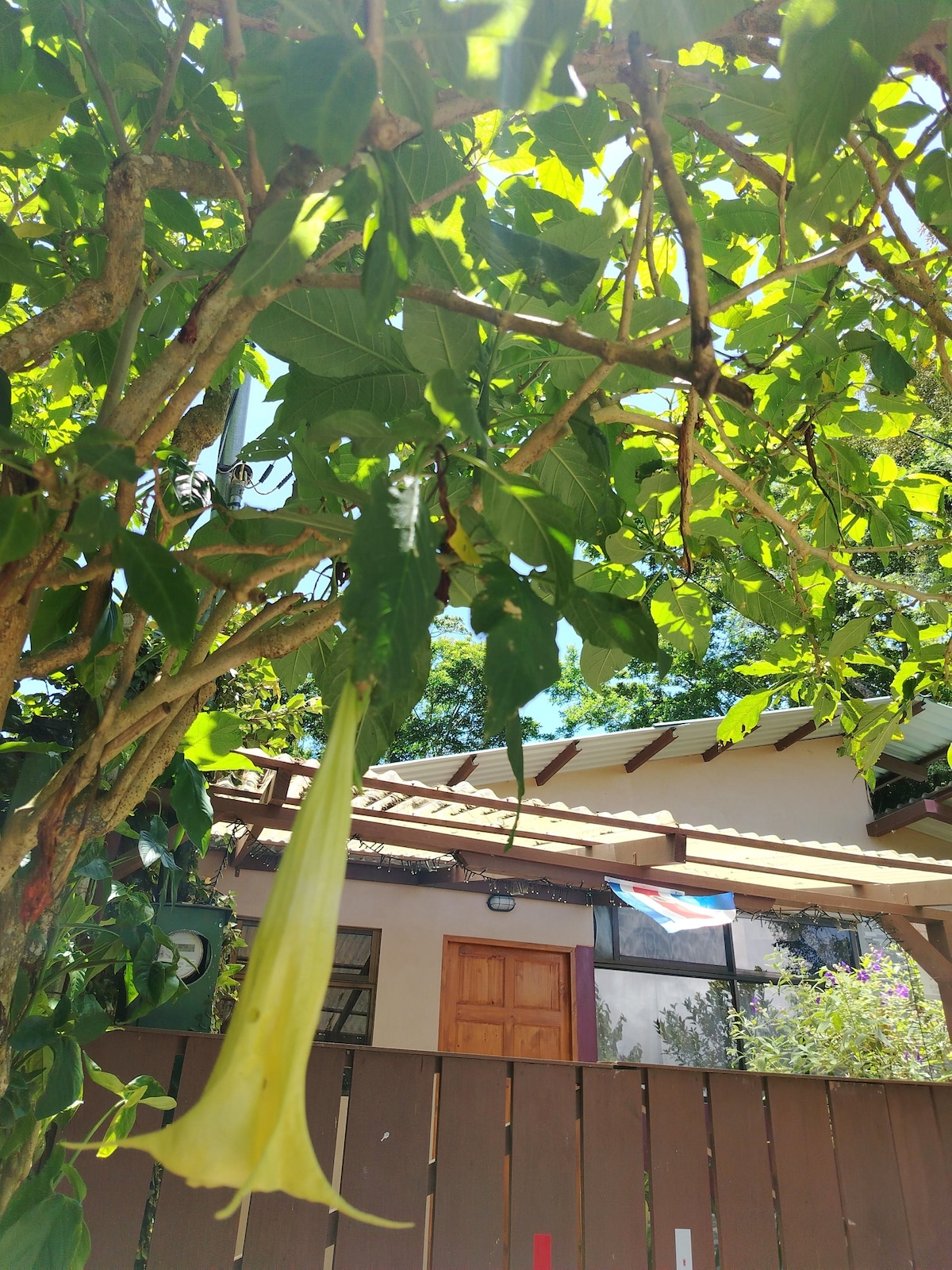 A yellow trumpet flower hangs from a leafy branch, set against a backdrop of a quaint house with a wooden door. The sunlight filters through the leaves, highlighting the natural surroundings.