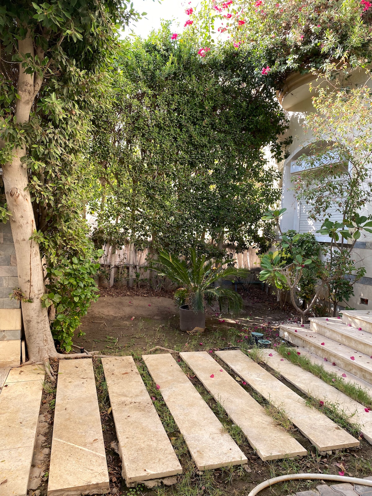 A garden area features a pathway made of light-colored stone slabs, leading towards a lush, green space. Various plants, including a large palm and a bushy tree, create a serene atmosphere, accompanied by splashes of vibrant flowers in the surrounding greenery.