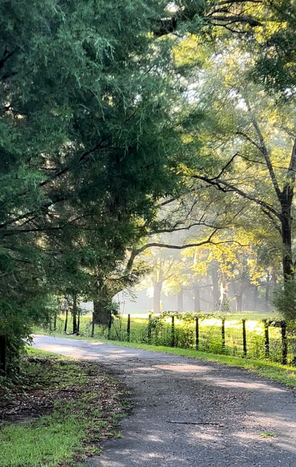 A gravel pathway is bordered by tall trees, with soft morning light filtering through the leaves. A sense of openness is created by the surrounding greenery, inviting a peaceful atmosphere in this natural setting.