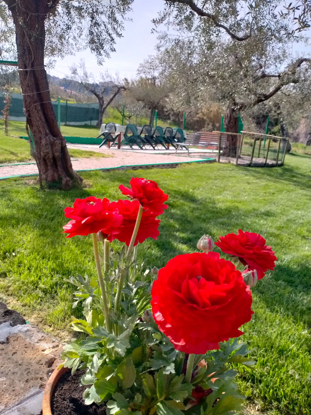 Bright red flowers are showcased in the foreground, accompanied by a grassy area. In the background, olive trees provide shade over a green space, where a series of lounge chairs is arranged along a pathway.