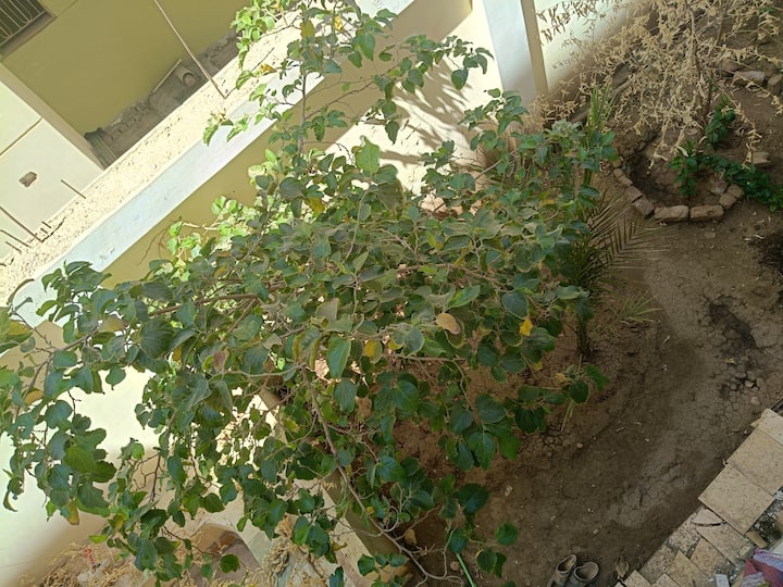 Lexor Security Key fun and security our priority - Houses for Rent in Luxor, Luxor ...