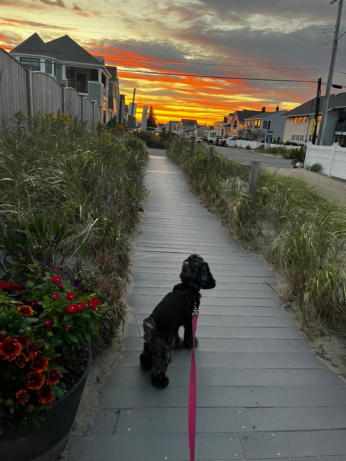 A sandy pathway lined with tall grasses leads toward a vibrant sunset. A leashed dog is seen walking ahead on the wooden boardwalk. Colorful flowers are in a planter to the left, enhancing the coastal scenery.
