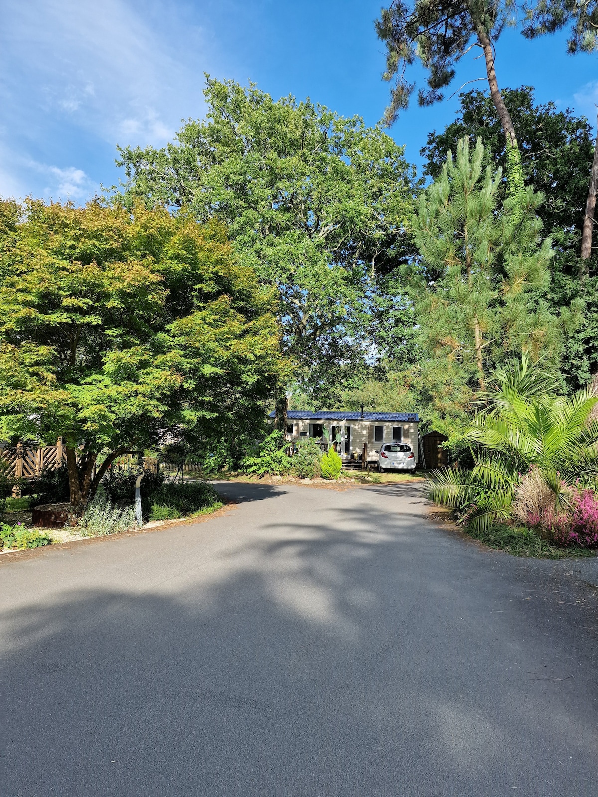 A quiet residential area is depicted, featuring a paved road lined with lush trees and vibrant foliage. In the distance, a mobilhome can be seen nestled among greenery, suggesting a serene atmosphere. Sunlight filters through the leaves, casting soft shadows on the road.