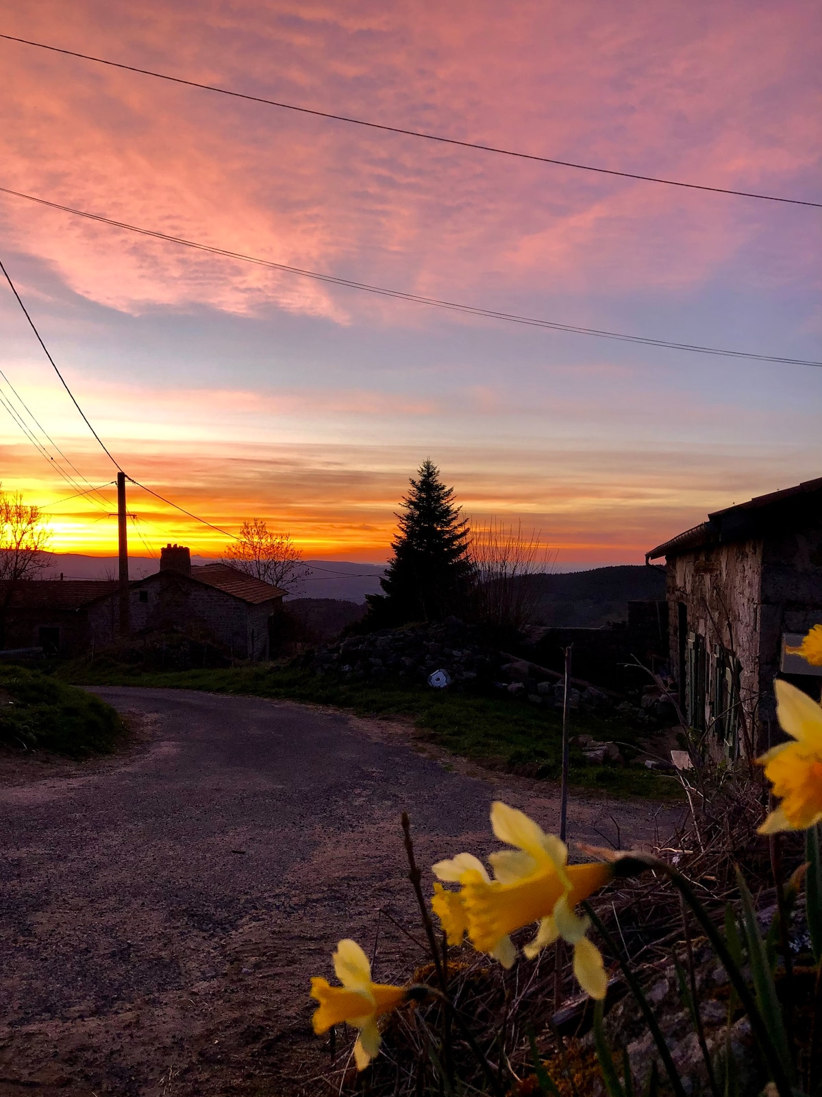A sunset is captured in the sky, showcasing an array of warm hues blending from orange to pink. In the foreground, yellow daffodils are visible, while a rustic building and a pine tree are seen against the backdrop of the scenic landscape.