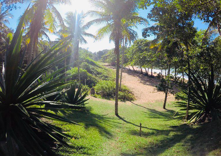 Lush greenery frames a sandy pathway leading to the beach. Tall palm trees tower above, filtering sunlight to create a dappled effect on the ground. The landscape is enhanced by varied vegetation, providing a natural and serene environment for relaxing walks.