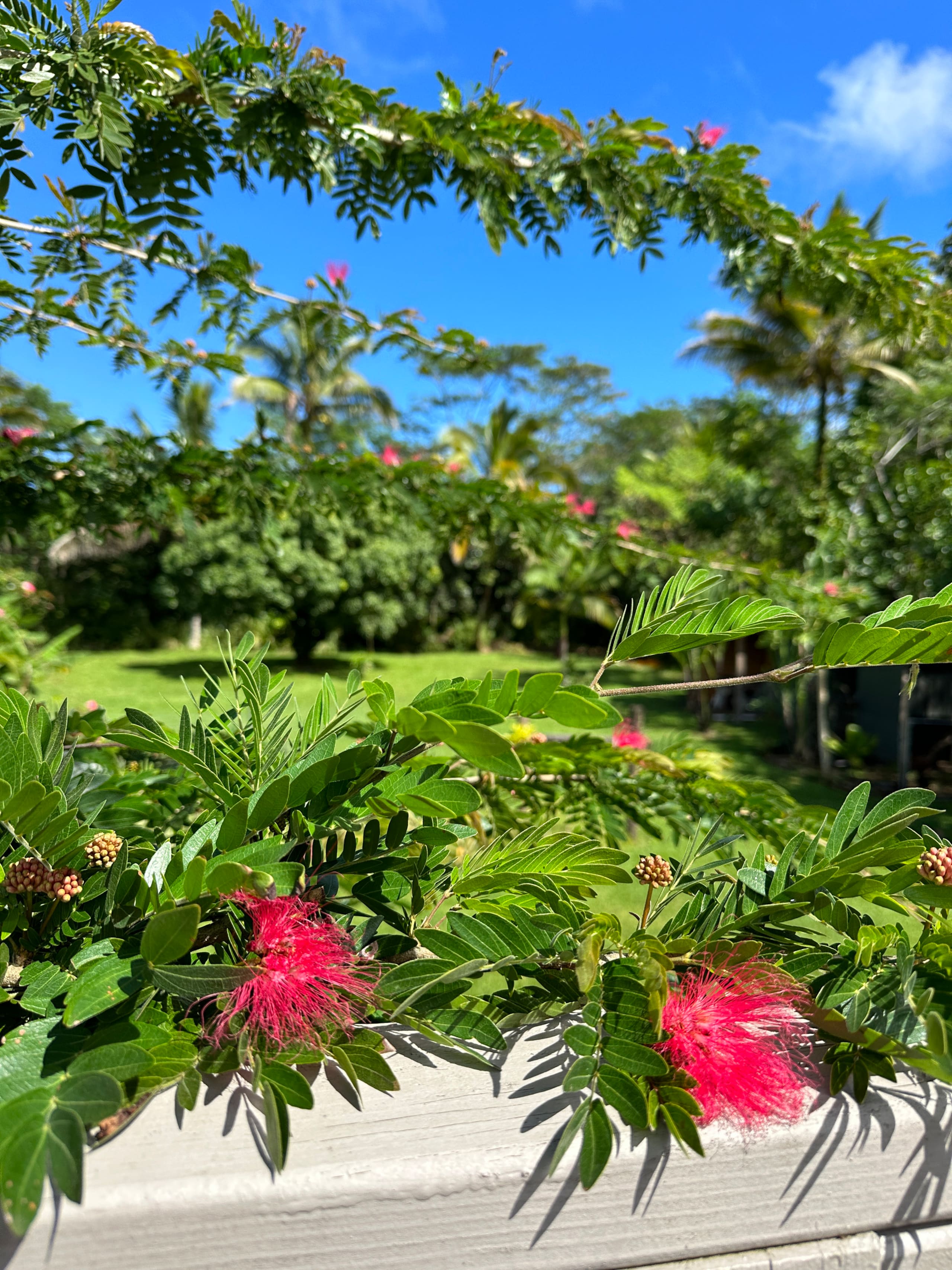 “Aloha Ohana”Tropical Garden, Peaceful Lanai, Pool - Photo 28