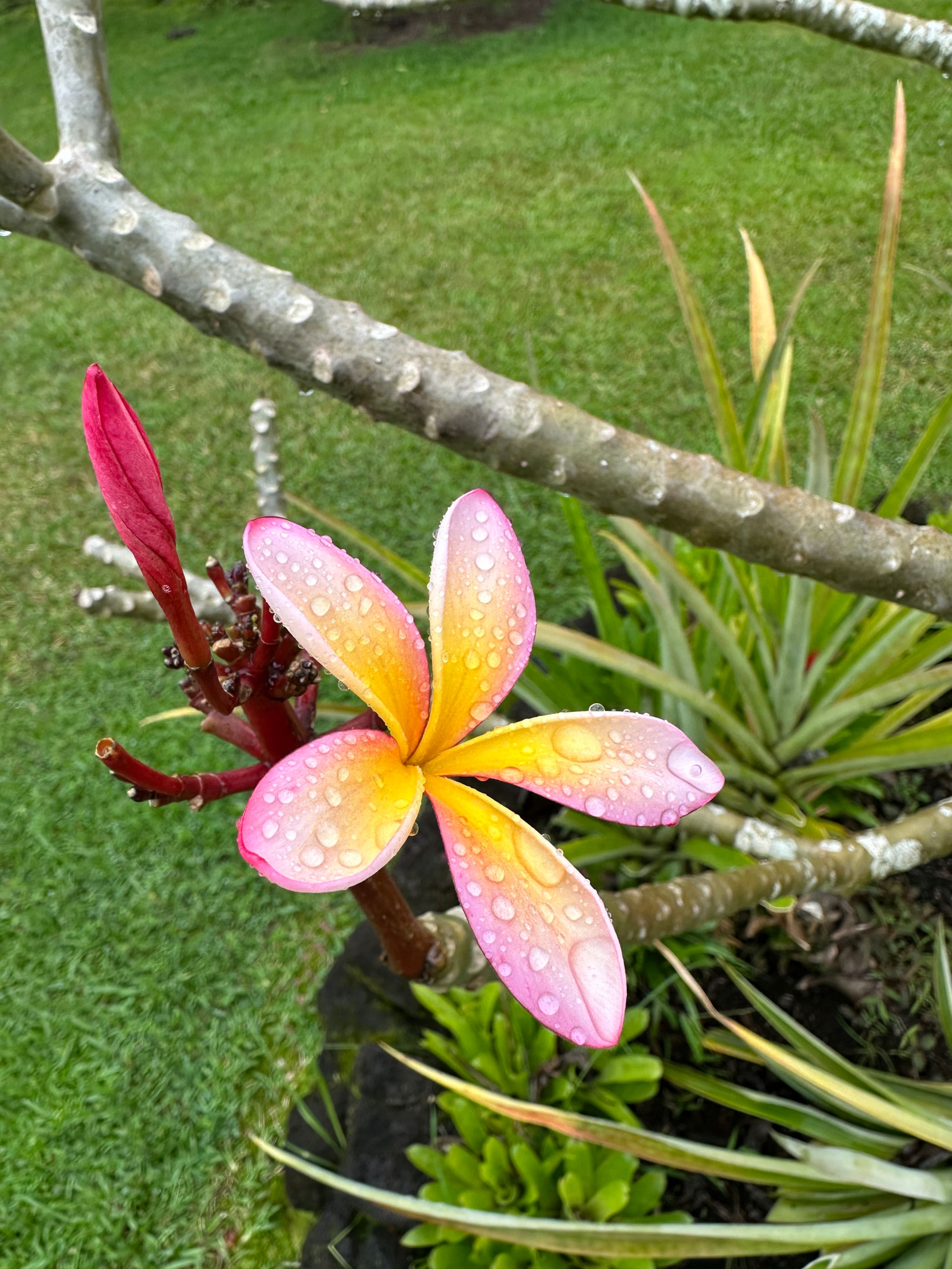 “Aloha Ohana”Tropical Garden, Peaceful Lanai, Pool - Photo 42