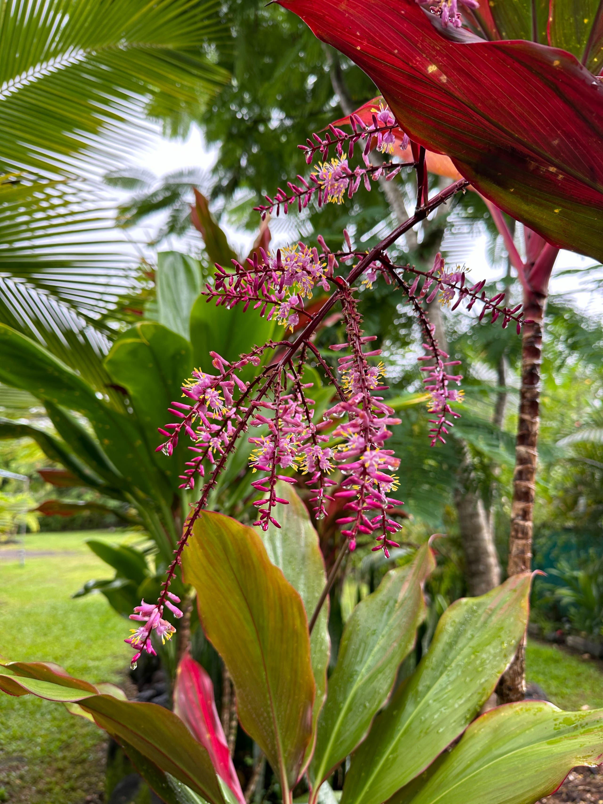 “Aloha Ohana”Tropical Garden, Peaceful Lanai, Pool - Photo 33