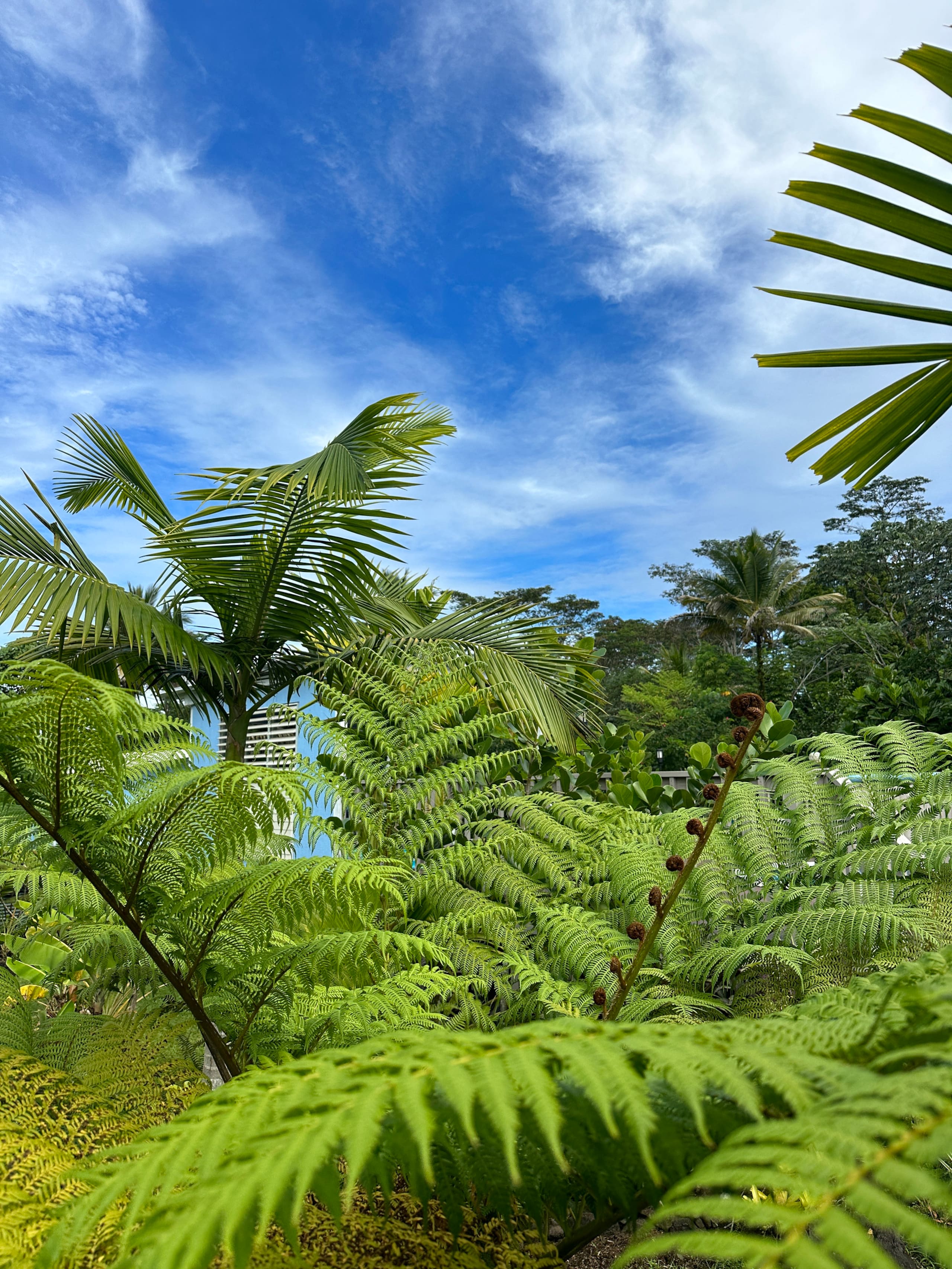 “Aloha Ohana”Tropical Garden, Peaceful Lanai, Pool - Photo 32