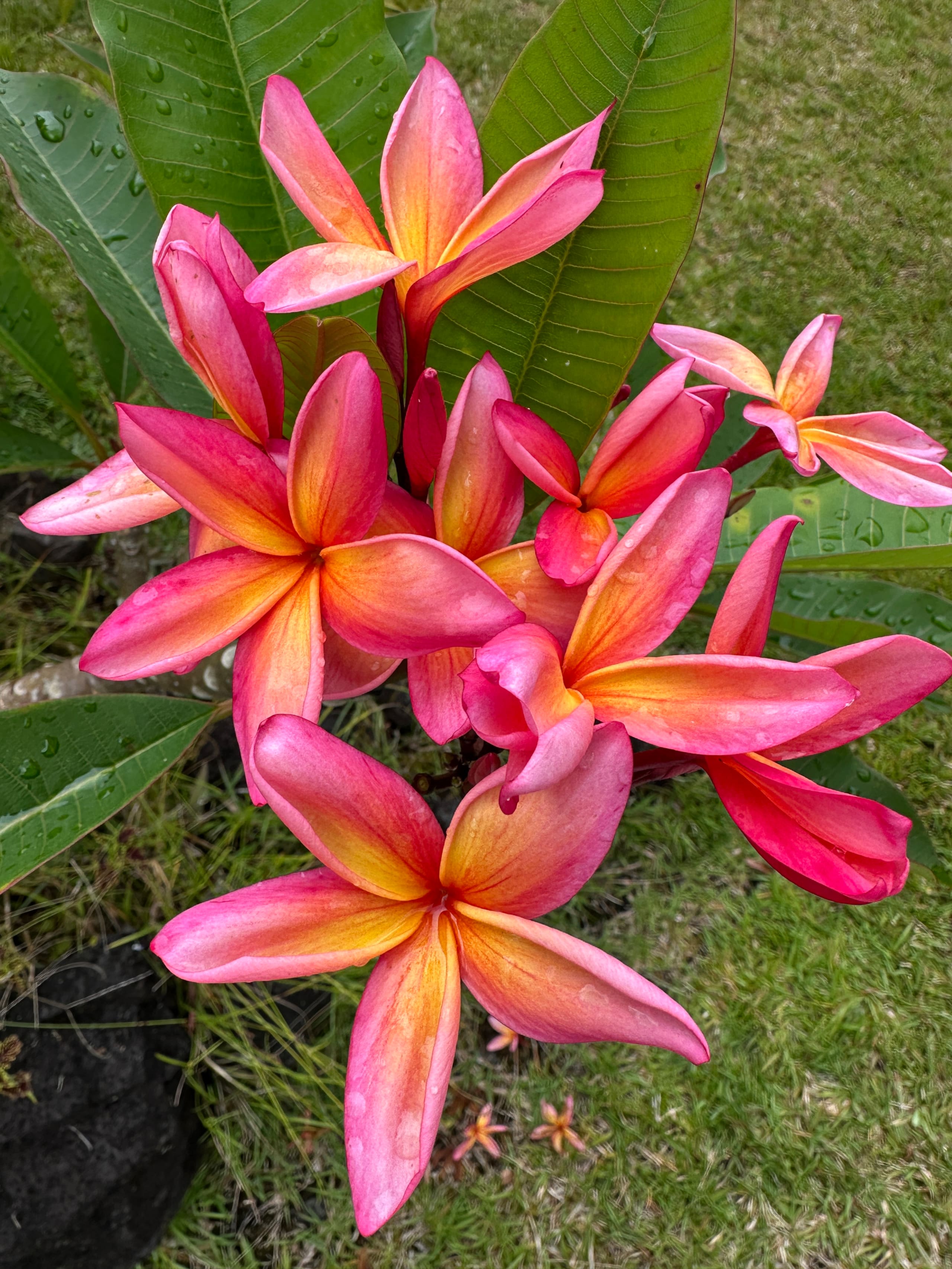 “Aloha Ohana”Tropical Garden, Peaceful Lanai, Pool - Photo 27